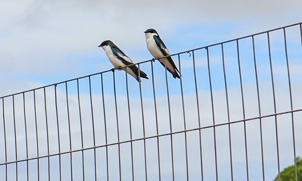 IMG_8265-experiencias-raizes-e-memorias