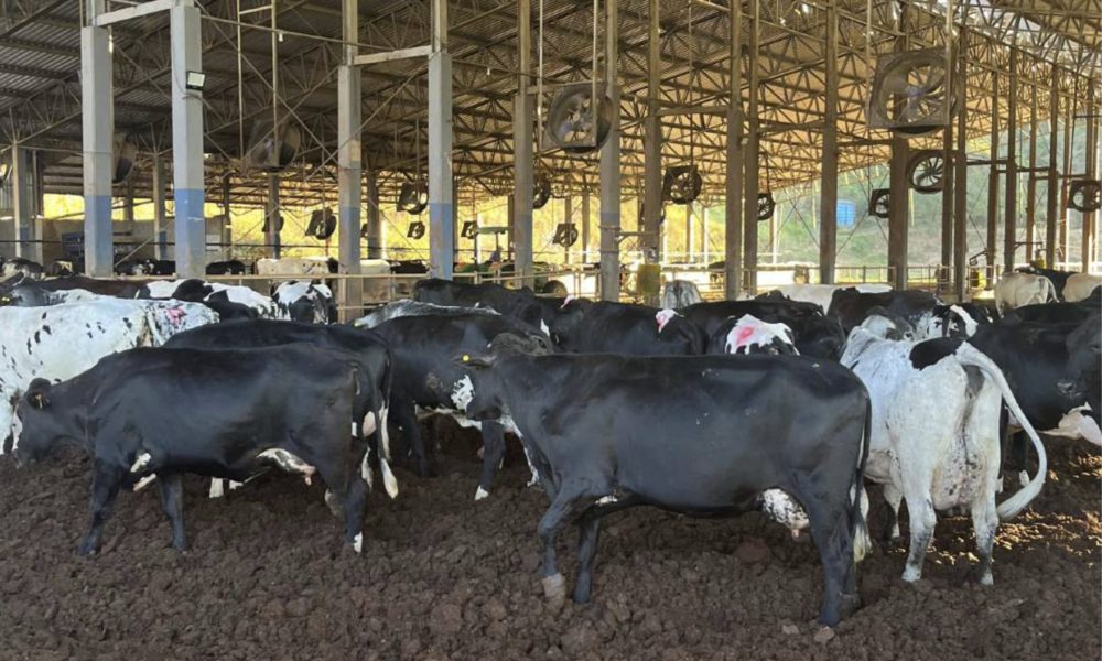 vacas Na rota do girolando